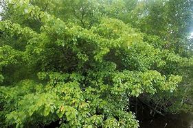 Image result for Manchineel Tree Rash