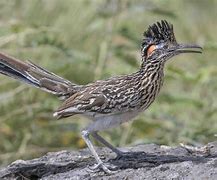 Image result for Road Runner Fly