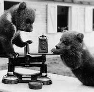 Image result for Vintage Baby Animals