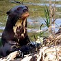 Image result for Native Fish in the Amazon River Giant Otter