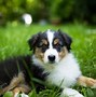 Image result for 4 Cute Dogs