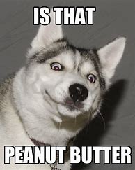 Image result for Husky Dog Meme Pun Joke