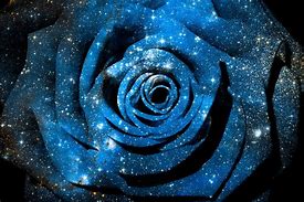 Image result for Rainbow Galaxy Rose