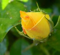 Image result for Yellow Rose Bud