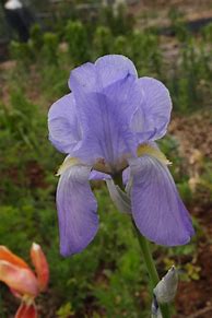 Image result for Iris pallida dalmatica