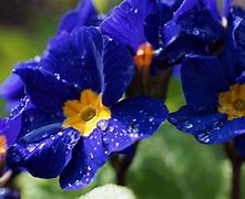 Image result for Primula vulgaris Blue Ribband