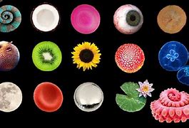 Image result for Round Things in Natuyre
