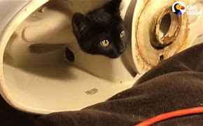 Image result for Cat Stuck in Toilet