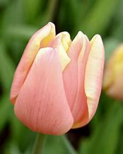 Image result for Tulipa Mango Charm