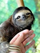 Image result for Sloth Face