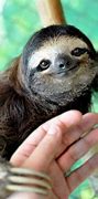 Image result for Sloth Desktop Background