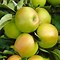 Image result for 1 Year Old Apple Tree