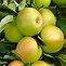 Image result for apples trees variety