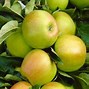 Image result for Yellow Apple Variety
