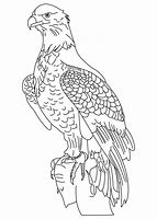 Image result for Wedge-tailed Eagle Outline