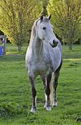 Image result for Vector Ride Horse