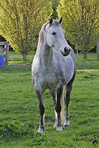 Image result for Hosre Racing Horse