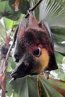 Image result for Australien Fruit Bats