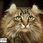 Image result for Cat with Curly Ears Meme