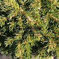 Picea orientalis Prof. Langner 的图像结果