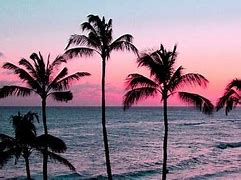 Image result for Pink Sunset Palm Trees