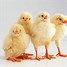 Image result for Funny Cute Baby Chickens