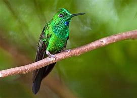 Image result for Cynanthus Trochilidae
