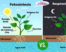 Image result for Tipos De Fotosintesis