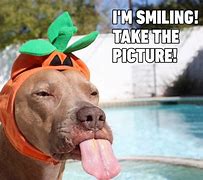 Image result for halloween meme funniest dog