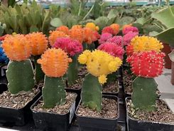 Image result for Indoor Cactus Garden
