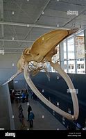 Image result for Whale Jaw Bone