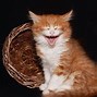 Image result for Funny Cat Laughing
