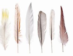 Image result for Straight Feather