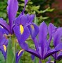 Image result for Iris hollandica Blue Magic
