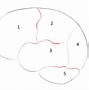 Image result for Human Brain Anatomy Drawing