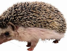 Image result for English Hedgehog