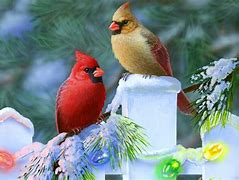 Image result for Christmas Cardinal Background