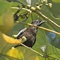 Image result for Black and White Bulbul