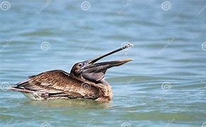 Image result for Pelican Eating Fish