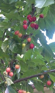Black Tartarian Cherry Tree 的图像结果