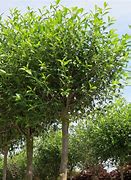 Image result for Prunus fruticosa Globosa