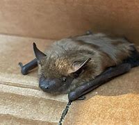 Image result for Little Brown Bat Appearance