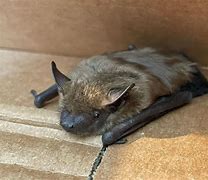 Image result for Little Brown Bat Range