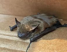 Image result for Little Brown Bat Minnesota