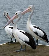 Image result for What Colors Are Pelicans