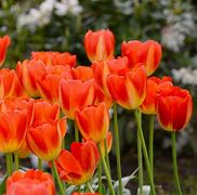 Image result for Tulipa Prins Willem Alexander