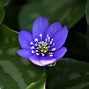 Image result for Flores Comestibles Azules