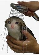 Image result for Shower Cat Meme