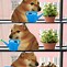 Image result for Chem Dog Meme