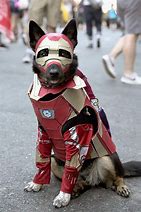 Image result for Best Dog Halloween Costumes Ever